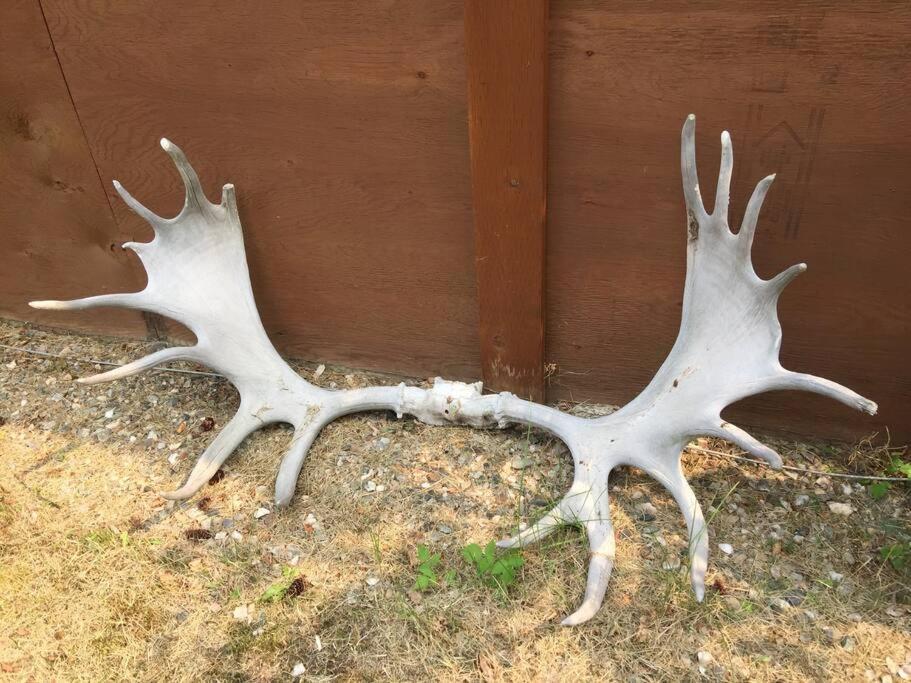 Denali Park Homestead Exterior photo